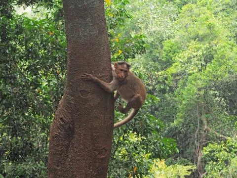 A young monkey sitting in a tree is preparing to jump Stock Photos