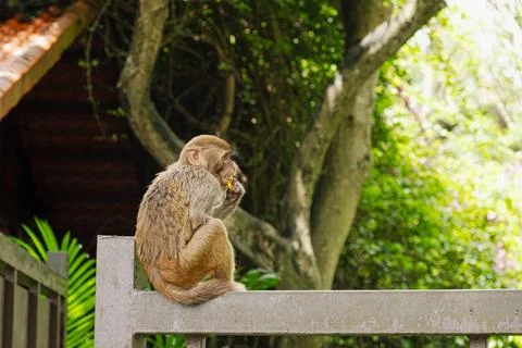 Young monkey sitting on wall eats yellow fruit with one hand near mouth. Brow Stock Photos