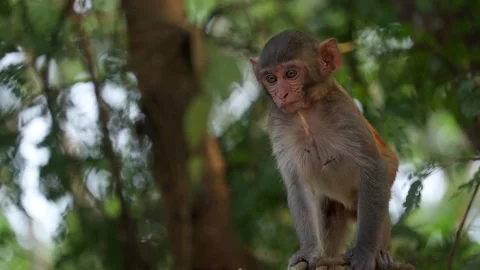 Young monkey standing on branch in forest Stock Footage 332612023