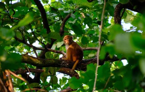 Young monkey in a tree Stock-Fotos
