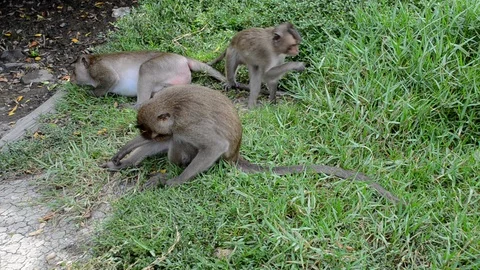 Young monkeys playful Video stock 101045391