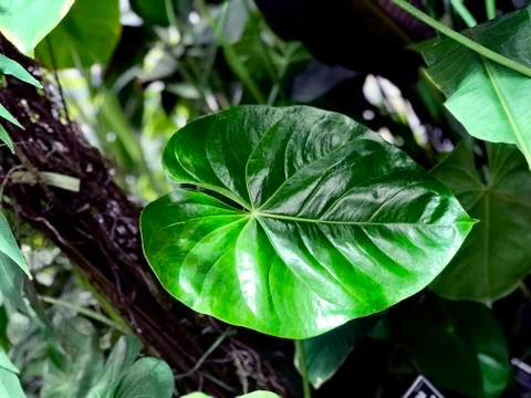 Young monstera green leaf Stock Photos