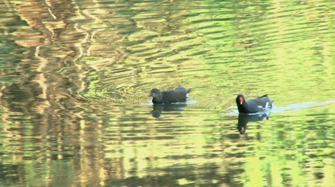 Young moorhen looking for and finding its parent Stock Footage 7134728