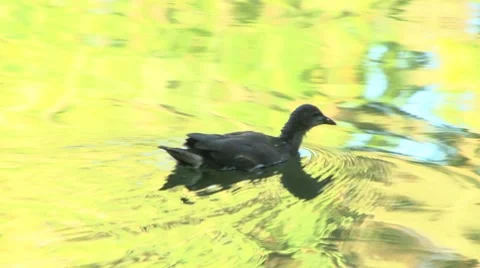 Young moorhen looking for its parent Stock Footage 7134337