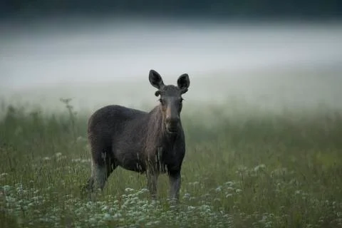 Young Moose bull (Alces alces) Stock Photos