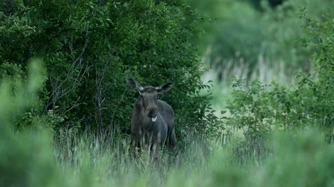 Young moose bull Stock Footage 106172221