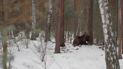 Young moose calf lying on snow in winter forest while chewing cud at rest Stock Footage 329099286