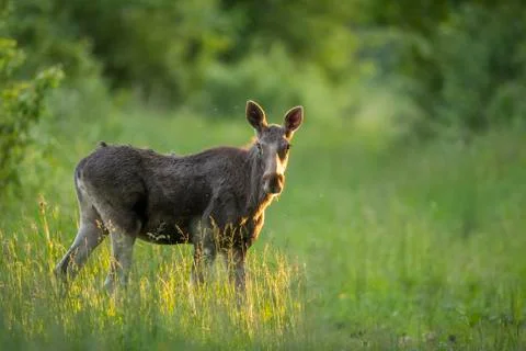 Young moose cow (Alces alces) Stock Photos