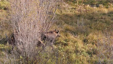 Young Moose Eats In Open Field Video stock 145825081