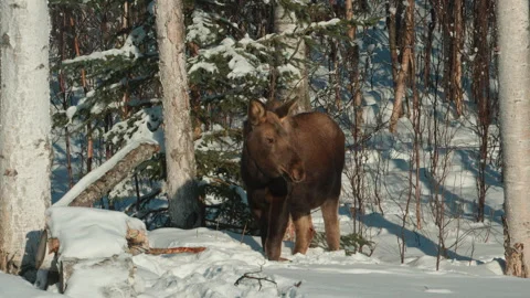 A young moose foraging in snow Stock Footage 329748057