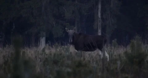 Young moose in the forest after sunset, 4K slomo Stock Footage 168484177