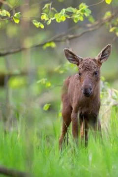 Young moose in the forest Stock Photos