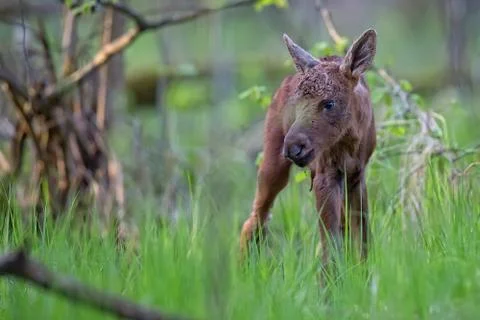 Young moose in the forest Stock Photos