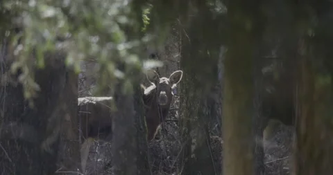 Young moose in a forest scenery, 4K slomo Stock Footage 237466919