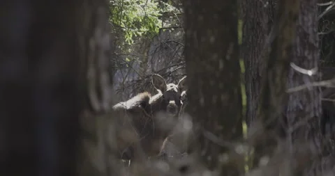 Young moose in the forest watching around, 4K slomo Stock Footage 237467053