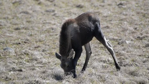 Young Moose Grazing in Meadow Stock Footage 120087691