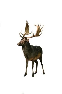 Young moose isolated on white background Stock Photos