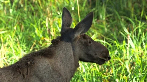 Young Moose Kid Looking Around in Closeup Stock Footage 268724989