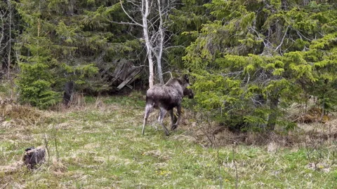 Young moose move slowly at forest edge, trying to hide behind trees, close .. Stock Footage 253822011