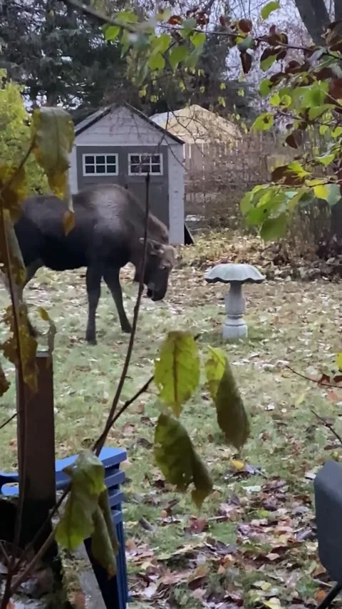 Young Moose Nearly Bouts with Bird Bath, Anchorage, Alaska, USA - 29 Oct 2020 Stock Footage