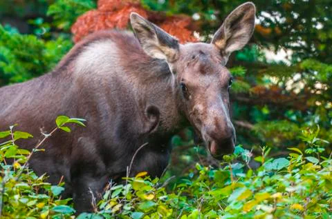 Young moose Stock Photos