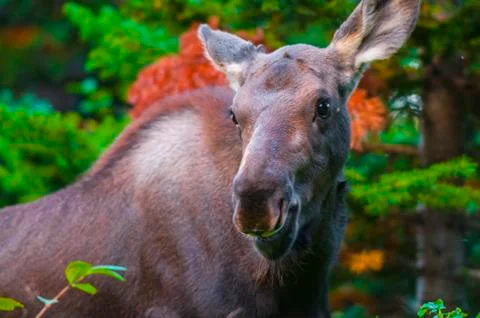 Young moose Stock Photos