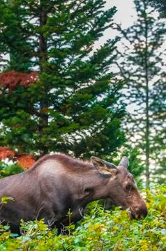 Young moose Stock Photos