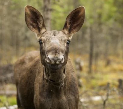 Young moose Foto stock