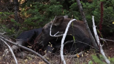 Young Moose Rests In The Forest On A Hot Day Stock-Footage 145825089