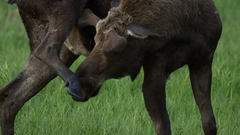 Young moose scratches his face in Alaskan meadow Video stock 113482864