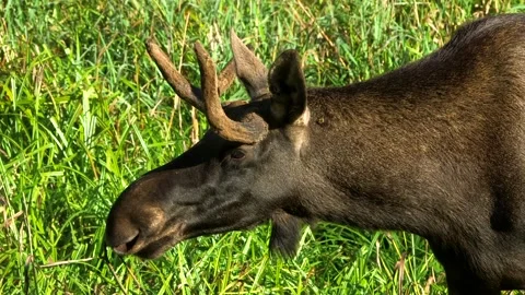 Young Moose with Small Antlers Looking Around in a Forest Meadow Stock Footage 268725032