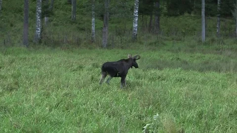 Young Moose with Small Antlers Walking and Pooping in a Forest Meadow Stock Footage 268724873