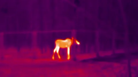 Young moose stands in reserve behind the fence, thermal vision view Stock Footage 224527370
