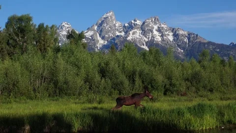 Young Moose in the Tetons 库存影片 312122767