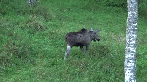 Young Moose Walking in a Forest Meadow Stock Footage 268724877