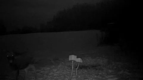Young moose walking by night vision camera winter cold snow forest Stock Footage 299977586