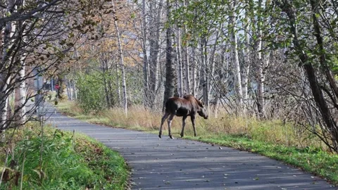 Young moose walking through autumn forest in Anchorage, Alaska. Wild moose Stock Footage 319805307