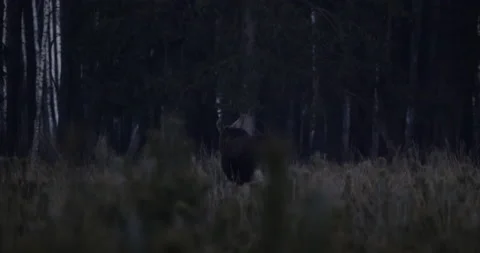 Young moose walks towards the forest after dusk, 4K slomo Stock Footage 168484422