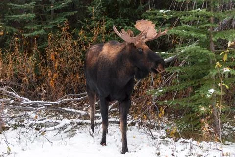 Young moose in the wilderness with snow illuminating the ground Stock Photos
