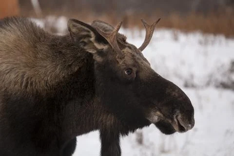 Young moose in winter. Stock Photos