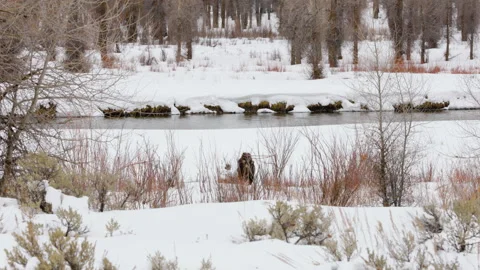 Young moose in winter walking through brush near a river bank. Shot in 4K Vídeo Stock 331155838