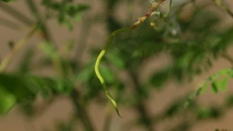 Young Moringa fruit close up Stockbeeldmateriaal 111304172