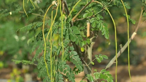 Young Moringa fruits close up Stockbeeldmateriaal 111306231