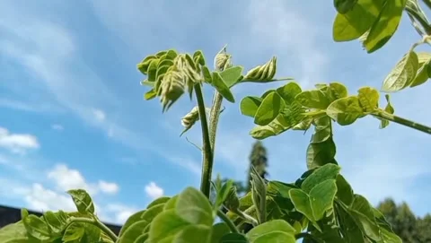 Young moringa leaves appear to be swaying in the gentle breeze. Vidéo 330295540