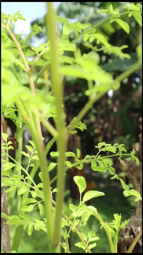 Young moringa leaves sprouting from a freshly cut moringa tree trunk Stock Footage 303200506
