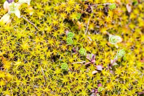 Young moss in spring Stock-Fotos