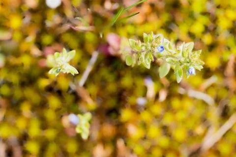 Young moss in spring Stockfoto's