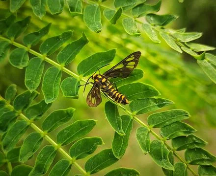 Young moth on a leaf Stock Photos