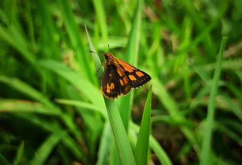 Young moth Stock Photos