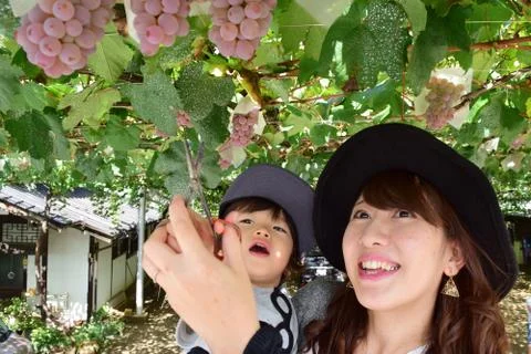 Young mother and her child eating grapes Stock Photos